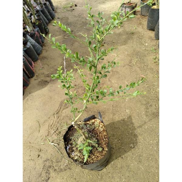 Cây giống chanh ngón tay SIÊU QUẢ, DÒNG QUẢ SỚM, CAM KẾT CHUẨN GIỐNG F1