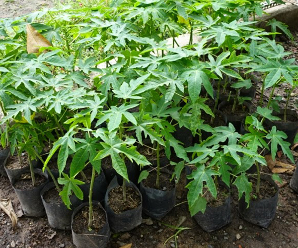 Hạt Giống Đu Đủ Ruột Đỏ F1 - Đu Đủ Năng Suất Cao Ngon Ngọt - Gói 5 Hạt