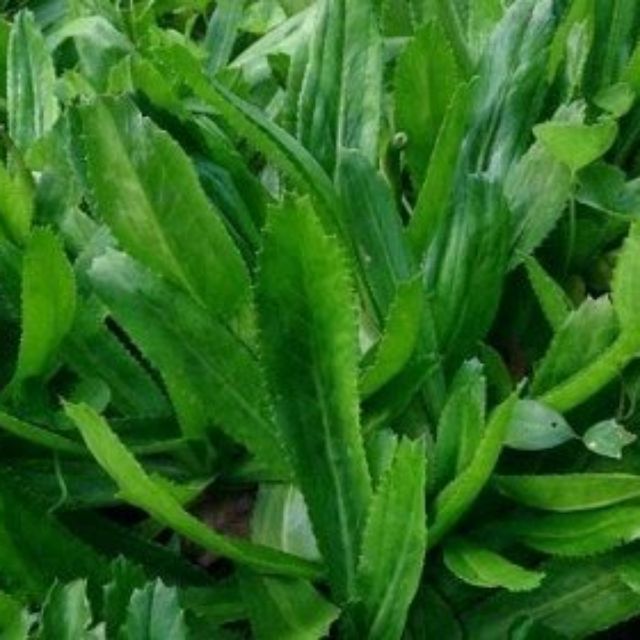 Hạt giống ngò gai - ngò tàu - mùi tàu VTP64