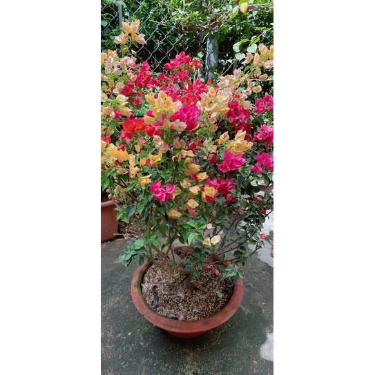 Cây Hoa Giấy Ngũ Sắc