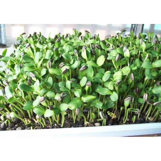 Hạt Giống Mầm Hướng Dương - 1Kg