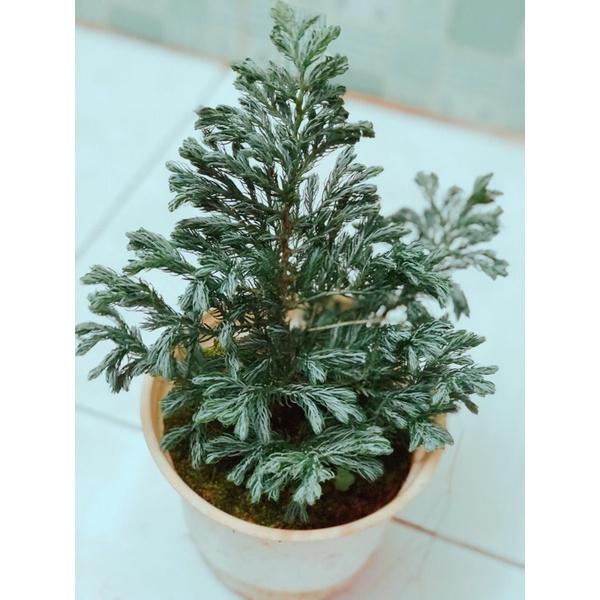 Tùng Tuyết Hàng Đẹp