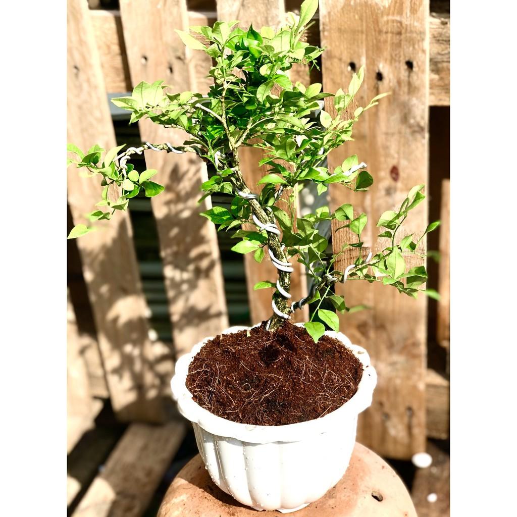 Chậu Bonsai cây Nguyệt Quế