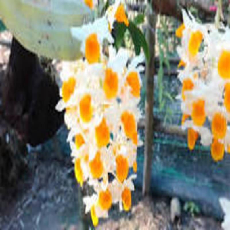 1 chậu hoa lan KIỀU CAM