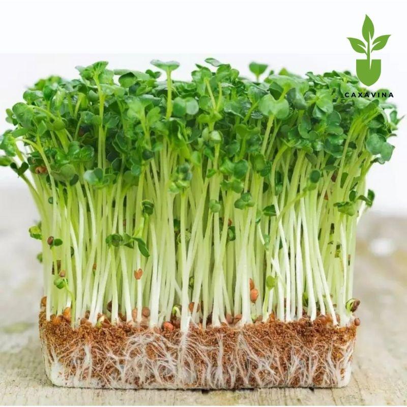 Hạt giống rau mầm củ cải trắng 100g - Hạt giống chuyên dùng rau mầm