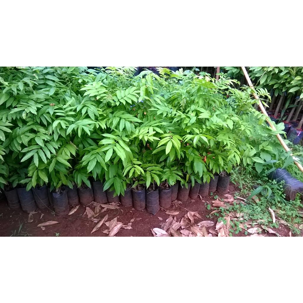 CÂY GIỐNG SẤU GHÉP