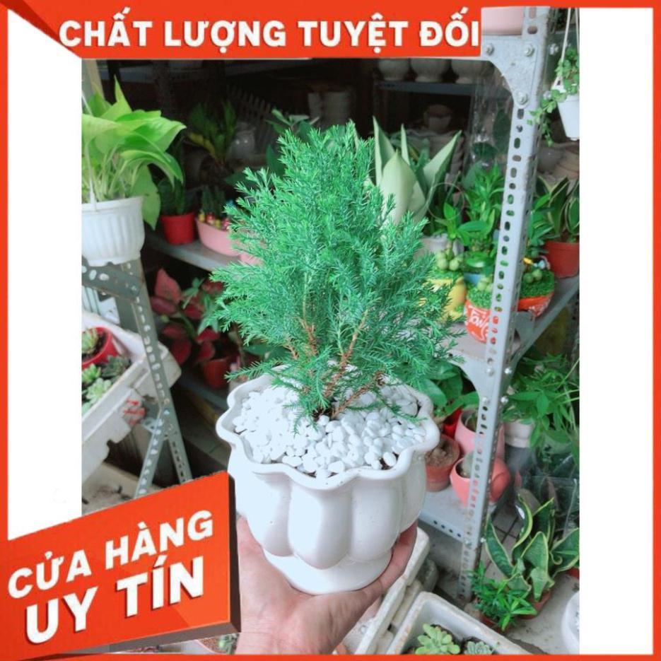 Cây Tùng Bồng Lai Chậu Sứ