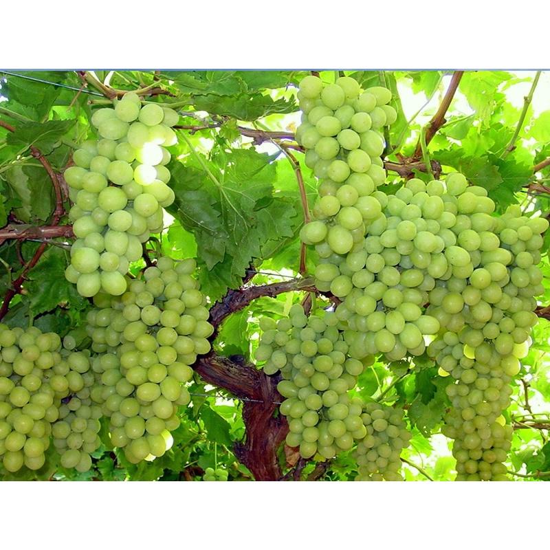 Cây giống nho xanh ninh thuận trái dài