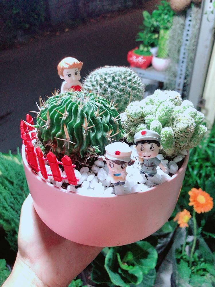 Chậu Xương Rồng Tiểu Cảnh