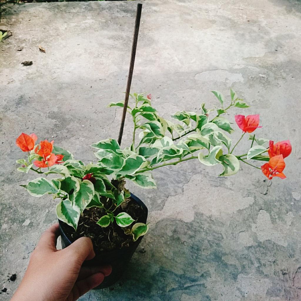 Cây hoa giấy cẩm thạch - cây cảnh để bàn + tặng phân bón cho cây mau lớn