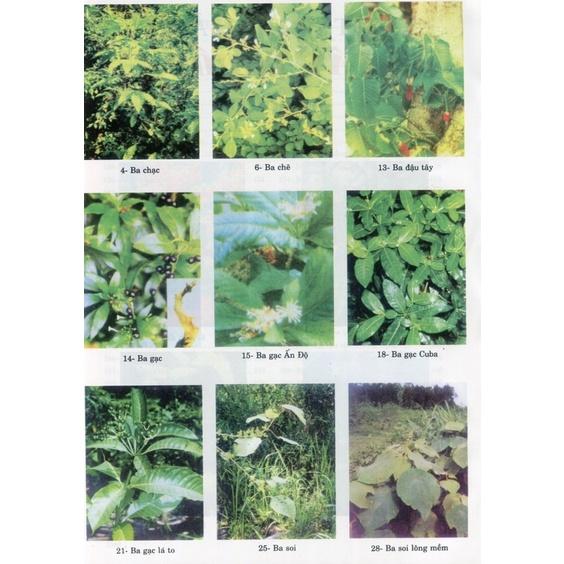Sách - Từ điển cây thuốc Việt Nam tập 1