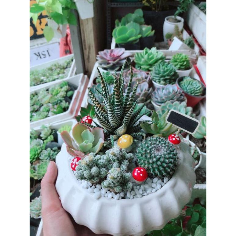 Chậu xương rồng mix Bán Chạy