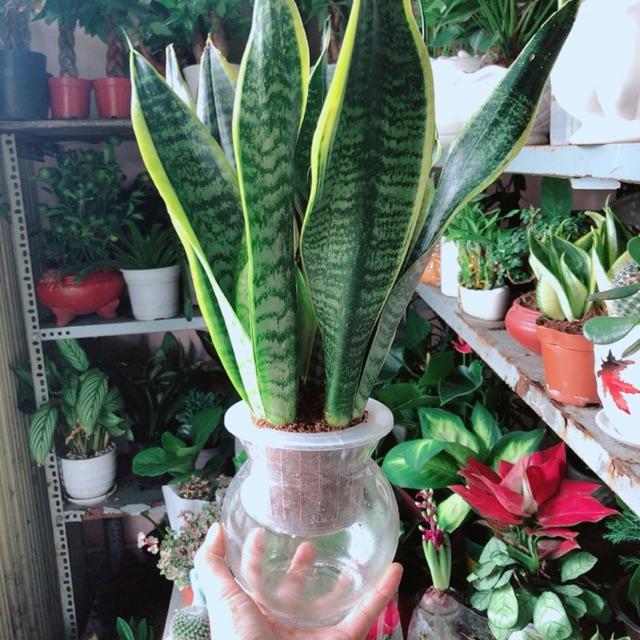 Chậu Lưỡi Hổ Thuỷ Canh