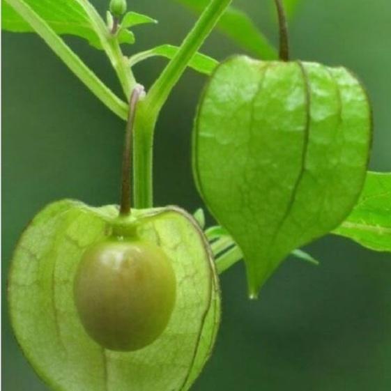Combo 2 gói Hạt Giống Cây Thù Lù Nam Mỹ -gói 50 hạt-tặng kèm gói phân bón lót