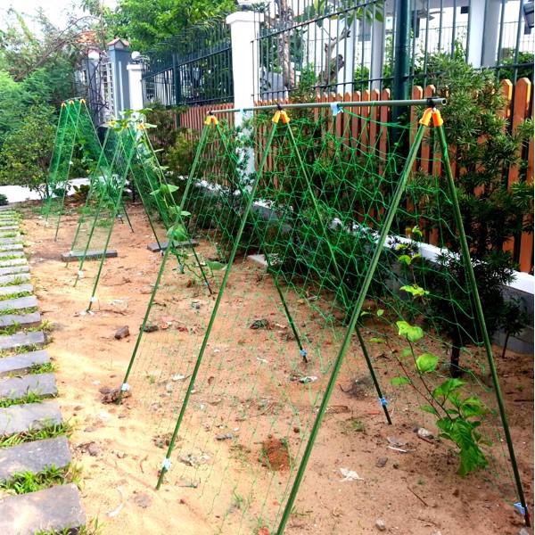 Lưới giàn dây leo Rosa có viền biên, đóng khoen (2m x 3m)-DPT