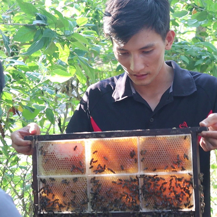 Mật Ong Bánh Tổ Thảo Mộc Hộp 600gr Loại Hoa Rừng Honeycomb