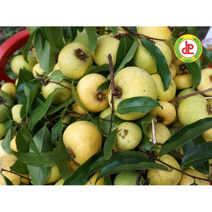Cây THỊ giống , cây đẹp, cam kết chất lượng