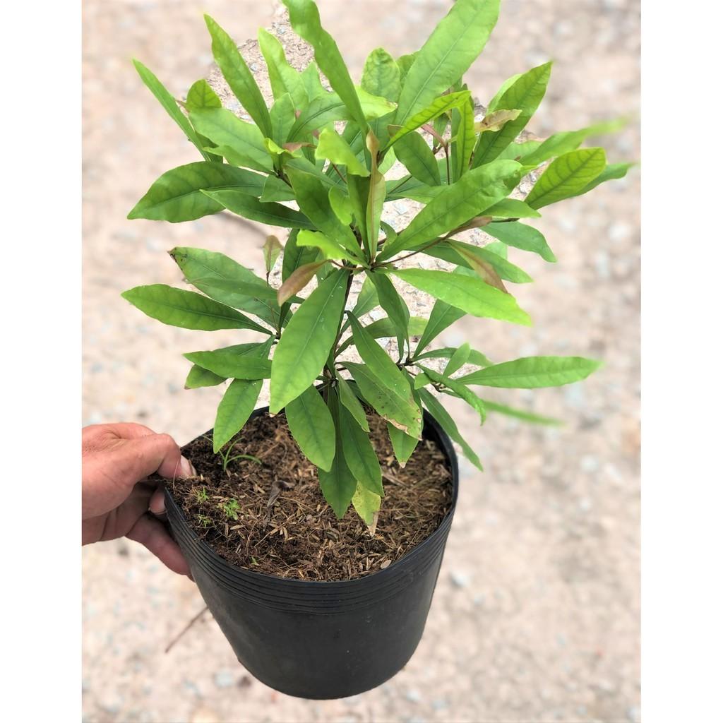 Cây thần kỳ size nhỏ