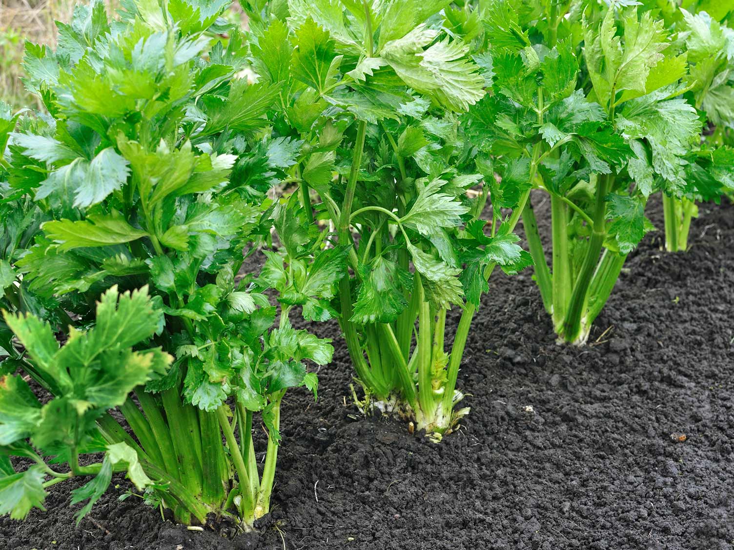 20 gam hạt giống cây Cần Xanh lá to