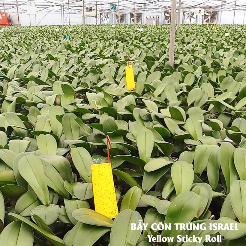 Miếng Dính Vàng Bẫy Côn Trùng Israel - Sticky Yellow Roll dùng bẫy các loại Côn Trùng Bay ngây hại rau sạch như Ruồi, Bọ Phấn, Bọ Trĩ, Bướm và côn trùng khác...