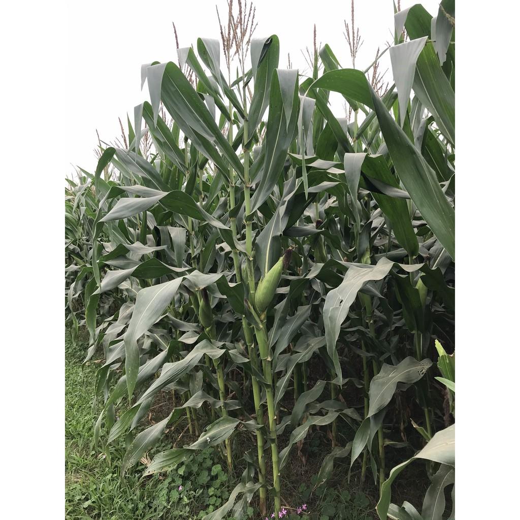 Hạt giống ngô lai F1 MK399 1kg