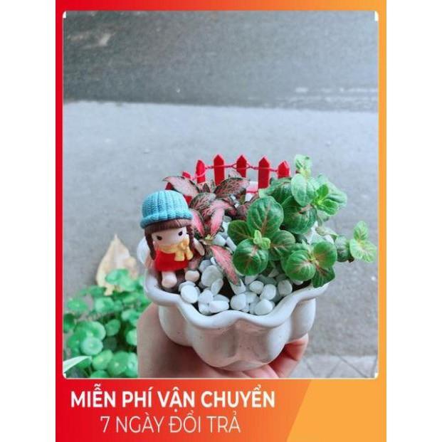 Chậu Cẩm Nhung Có Trang Trí