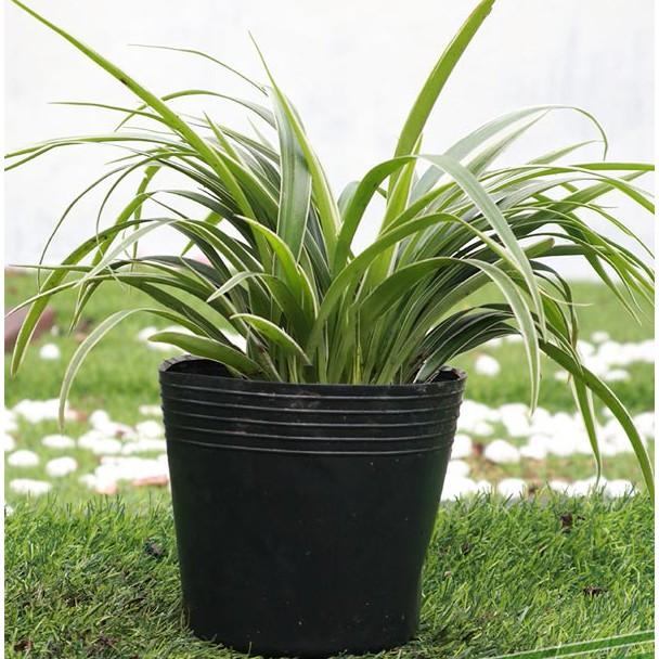 Cây Cỏ Lan Chi để bàn - Cây Dây Nhện