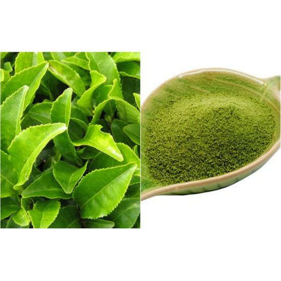 Combo 10 bầu cây giống cây trà xanh