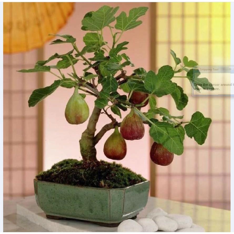 Hạt giống sung ngọt Mỹ  Gói 10 hạt/tặng kèm gói phân bón lót