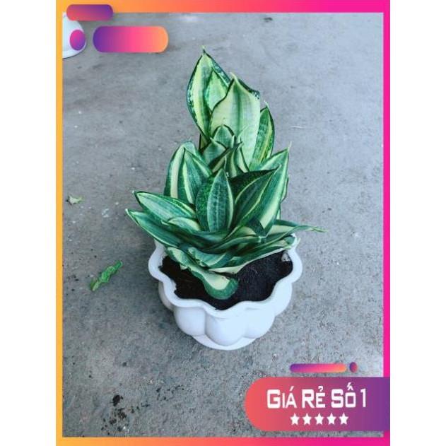 Chậu Lưỡi Hổ Thái