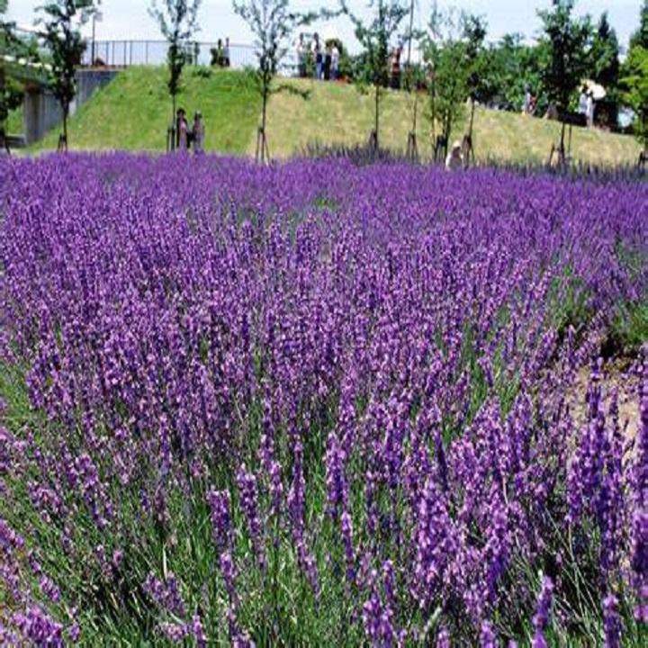 50 Hạt giống Hoa Oải Hương, Lavender Thơm Nồng - Hạt giống hoa