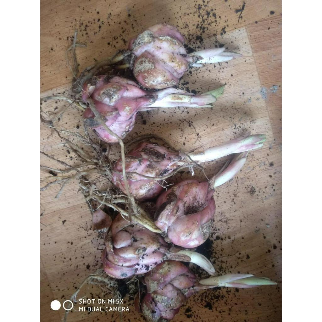 Combo 10 củ giống hoa ly cao đủ màu trồng chơi tết