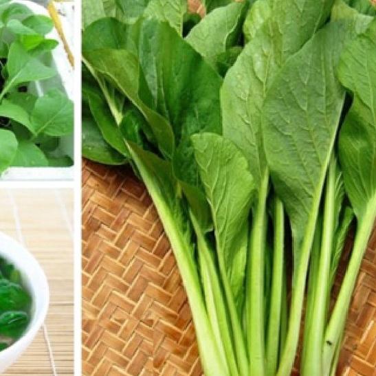 Combo 2 gói hạt giống rau cải ngọt dể trồng-gói 20 gram-tặng kèm gói phân bón lót