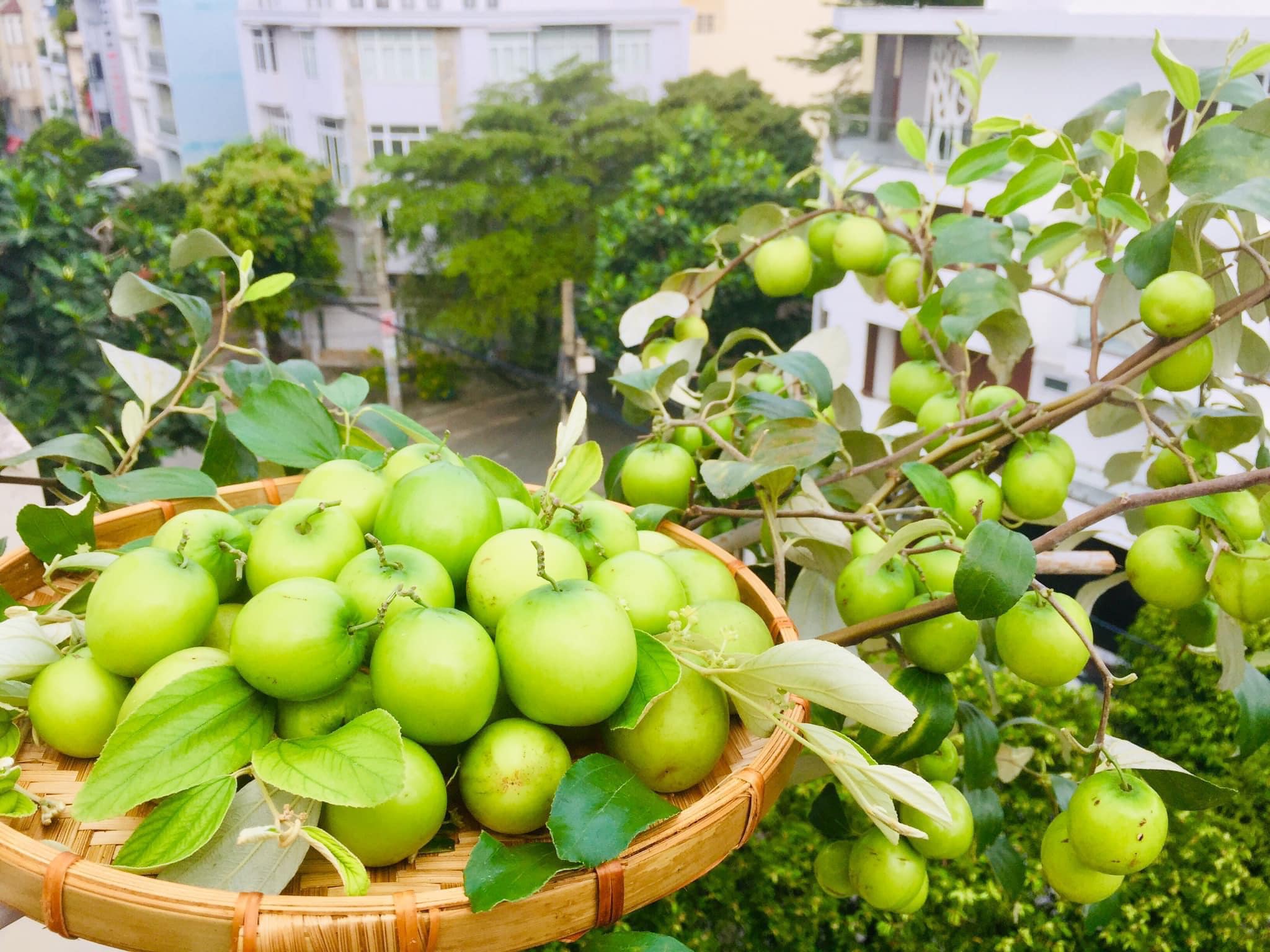 Cây Táo Thái Siêu Trái - Chuẩn Giống