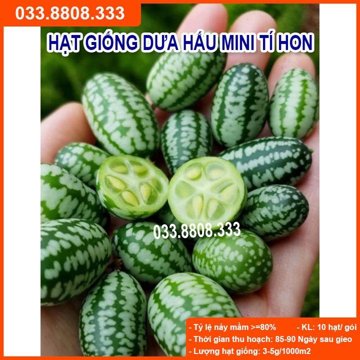HẠT GIỐNG DƯA HẤU TÍ HON GÓI 20 HẠT- Nhanh Thu Hoạch