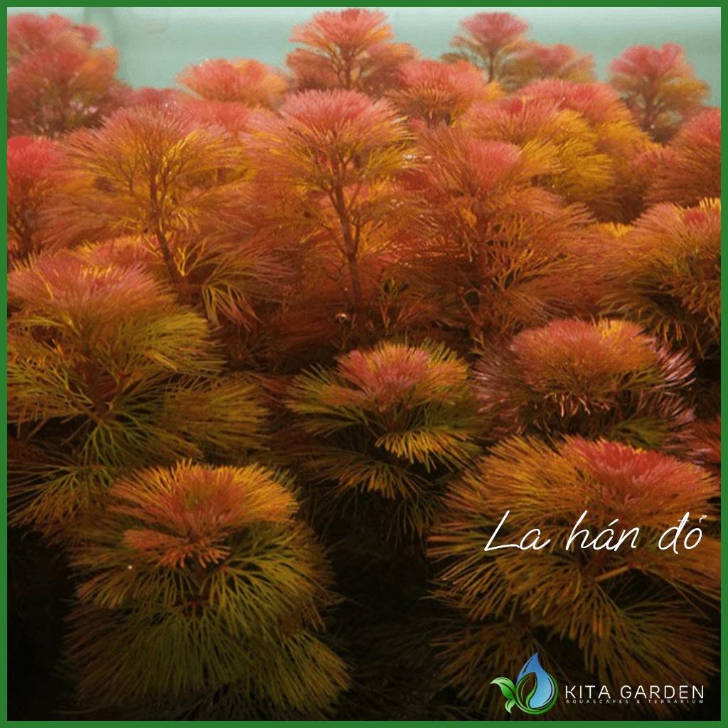 LA HÁN ĐỎ_ THỦY SINH