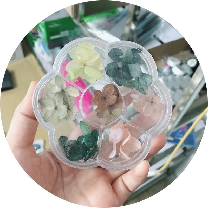 Hoa khô omber ẩn gel, hoa khô cánh to