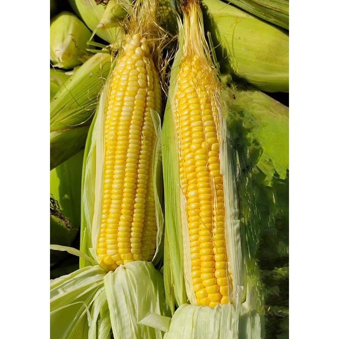 Hạt giống bắp siêu ngọt vàng ( bắpmỹ ) - 1 gói 50gram