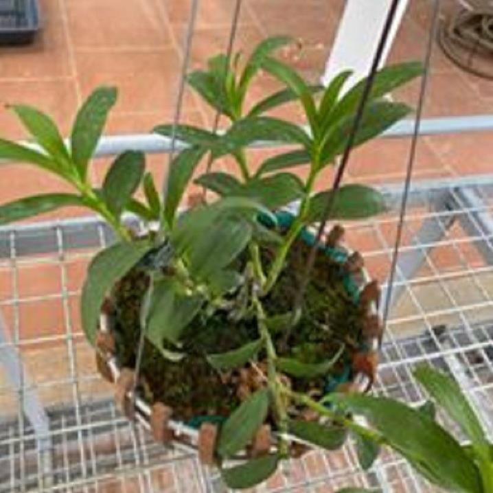 Hoa lan phi điệp -ám lào
