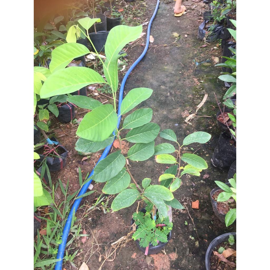 Cây giống na thái cao 60cm