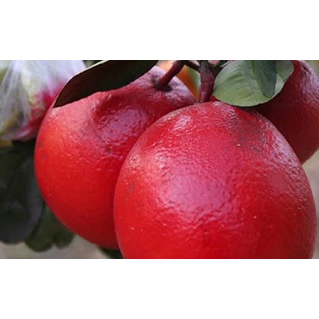 Cây giống BƯỞI ĐỎ LUẬN VĂN - CHUẨN GIỐNG F1