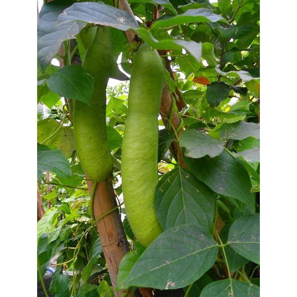 Gói 5 hạt giống đậu ngự 100% nảy mầm