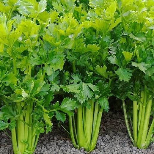Combo 9 gói hạt giống rau cải đủ loại – Tặng 1 phân bón