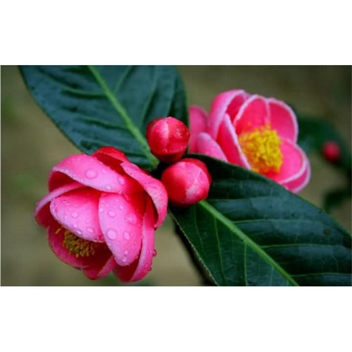 HOA HẢI ĐƯỜNG SẴN NỤ