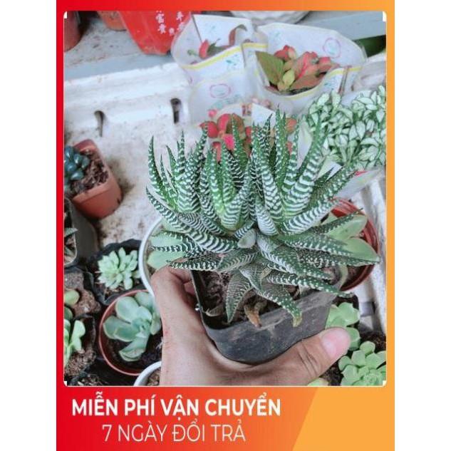 Chậu Móng Rồng