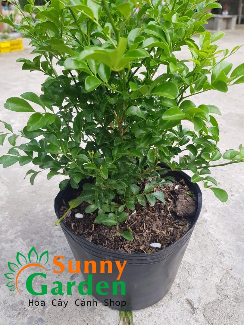 Cây Nguyệt Quế Lá Nhỏ, Cao 20-30cm - Chậu Hoa
