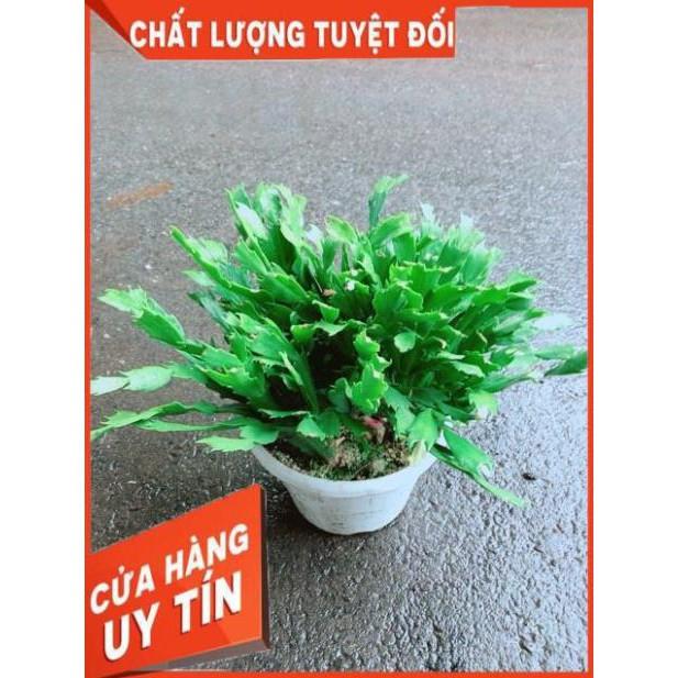 Chậu Hoa Quỳnh