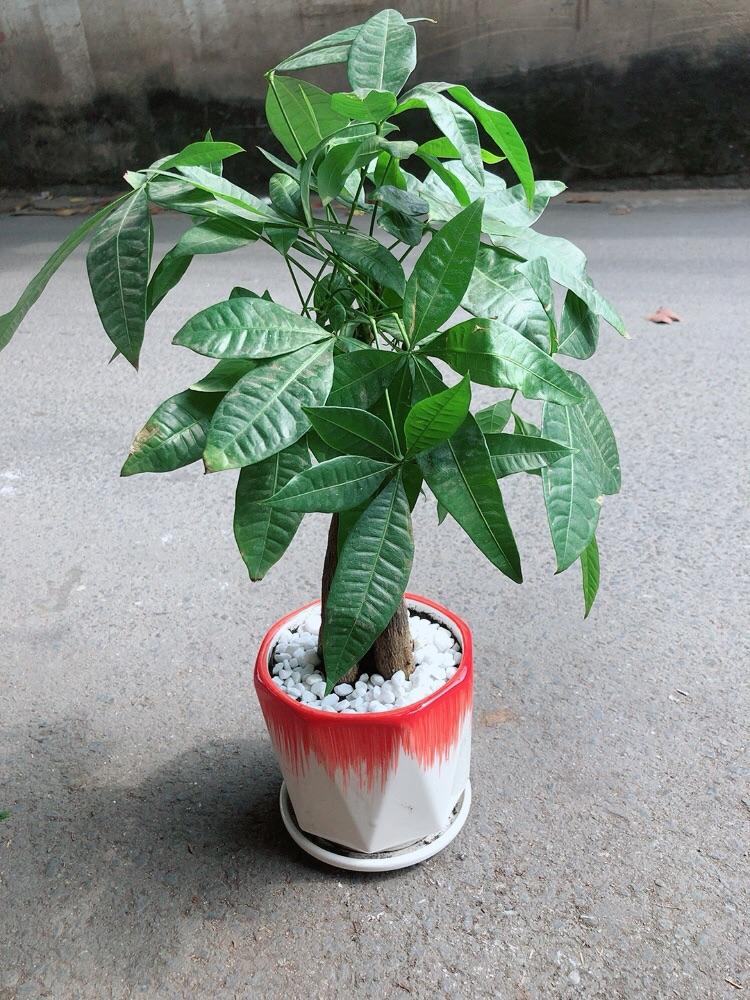 Chậu Cây Kim Ngân Thắt Bính