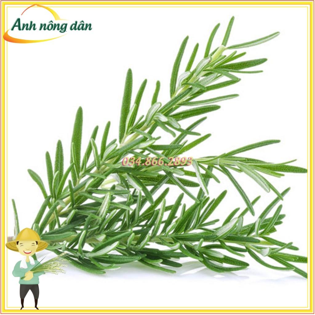 Gói 20 Hạt giống hương thảo chất lượng cao, nảy mầm tốt - Anh nông dân chính hiệu