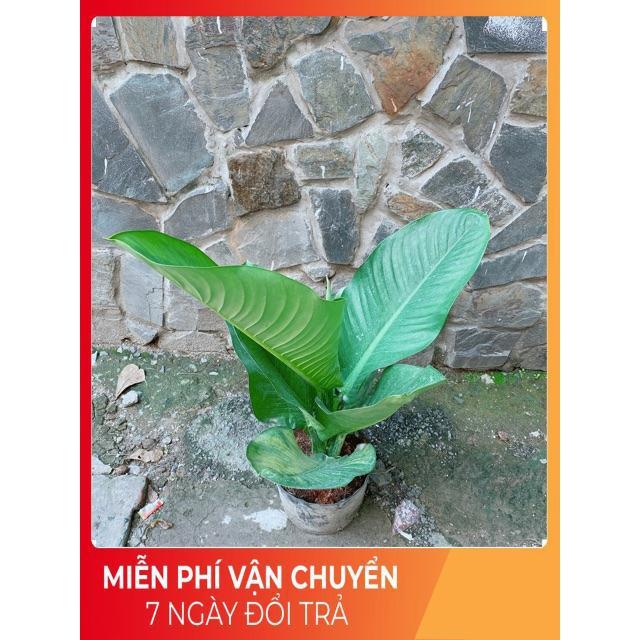 Cây Đại Phú Gia